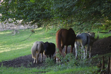 Sessa - sentiero dell'acqua ripensata (CH)